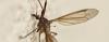 Tipula paludosa